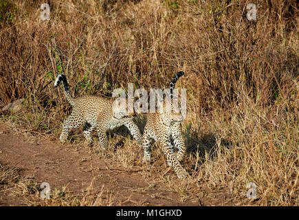 Jouer avec Leopard cub, Panthera pardus, in Serengeti National Park, UNESCO World Heritage site, Tanzania, Africa Banque D'Images