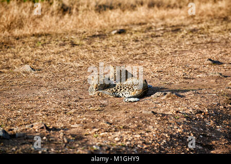 Jouer avec Leopard cub, Panthera pardus, in Serengeti National Park, UNESCO World Heritage site, Tanzania, Africa Banque D'Images