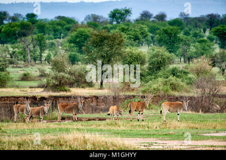 Éland commun d'antilopes dans paysage de parc national de Serengeti, UNESCO World Heritage site, Tanzania, Africa Banque D'Images