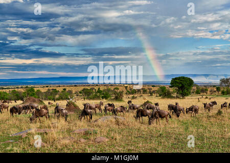 Arc en ciel et des gnous, paysage dans le Parc National du Serengeti, UNESCO World Heritage site, Tanzania, Africa Banque D'Images