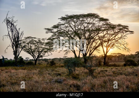 Lever du soleil dans le Parc National du Serengeti, UNESCO World Heritage site, Tanzania, Africa Banque D'Images