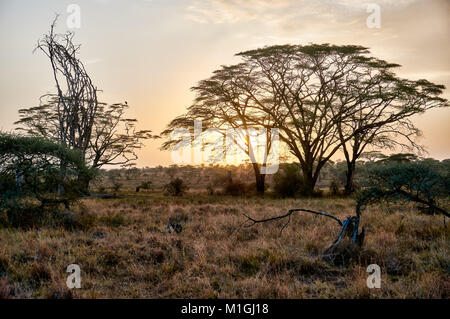 Lever du soleil dans le Parc National du Serengeti, UNESCO World Heritage site, Tanzania, Africa Banque D'Images