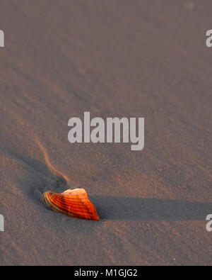 Coquillage sur la plage lumineuse au coucher du soleil Banque D'Images