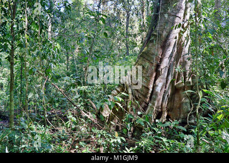 Rainforest jungle d'arbres sur une randonnée à travers l'appartement du Parc national Corcovado à distance sur la péninsule d'Osa dans le sud du Costa Rica. Banque D'Images