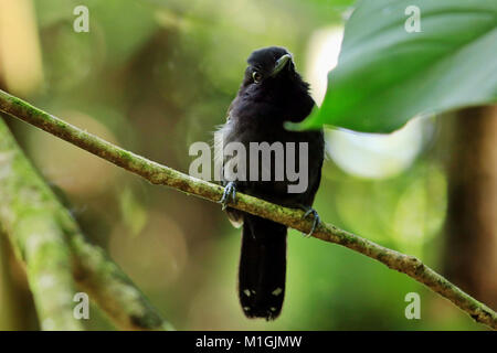 Capuchon noir (Thamnophilus Antshrike bridgesi) assis sur une branche dans le parc national de Corcovado dans le sud du Costa Rica Banque D'Images