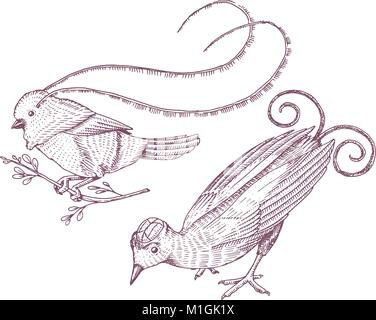 Petits oiseaux de paradis en Indonésie et en Australie. Wilson et Roi de Saxe en Guinée. Icônes d'animaux exotiques. Utilisez pour mariage, fête. gravés à la main dans de vieux croquis. Illustration de Vecteur