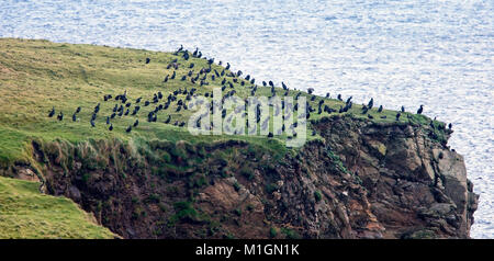 Troupeau de Shag Européenne au repos (Phalacrocorax aristotelis) sur une falaise, Unst, Shetland, Scotland, UK. Banque D'Images