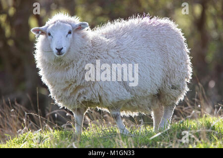 Moutons Shetland, Mainland, Shetland, Scotland, UK. Banque D'Images