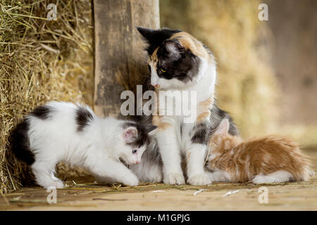 Norwegian Forest cat. La mère et les chatons dans une grange. Allemagne Banque D'Images