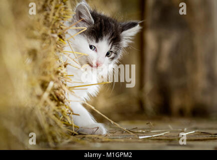 Norwegian Forest cat. Chaton à la recherche de derrière une botte de paille dans une grange. Allemagne Banque D'Images