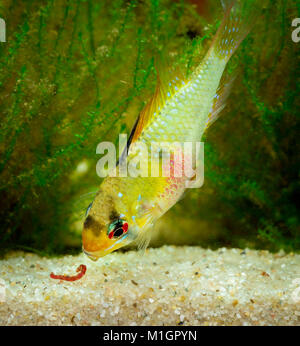 Mikrogeophagus ramirezi cichlidés (ram) dans un aquarium, manger un vase rouge Banque D'Images