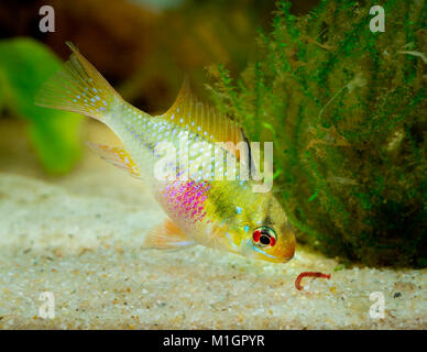 Mikrogeophagus ramirezi cichlidés (ram) dans un aquarium, manger un vase rouge Banque D'Images