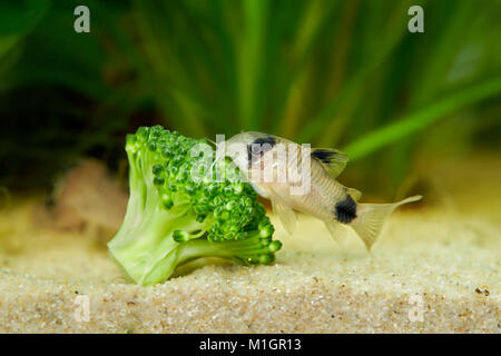 Poisson-chat Corydoras Panda, Panda (Corydoras panda) dans un aquarium, il se nourrit de brocoli . Banque D'Images