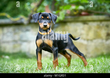 Pinscher allemand. Chiot debout sur une pelouse. L'Allemagne.. Banque D'Images