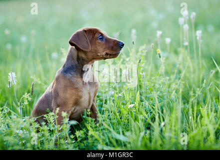 Pinscher allemand. Chiot assis dans un pré. L'Allemagne. Banque D'Images