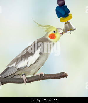 Cockatiel. Des profils de jouer avec une petite cloche. L'Allemagne. Banque D'Images