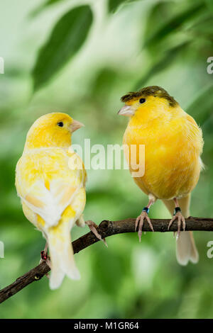 Secteur de l'intérieur. Et d'oiseaux à crête jaune perché sur une branche de Benjamin Fig Allemagne Banque D'Images