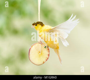 Secteur de l'intérieur. Oiseau à crête sur une tranche de pomme, suspendu à une corde. Allemagne Banque D'Images