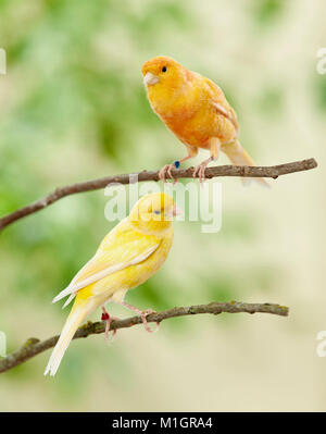 Secteur de l'intérieur. Deux oiseaux de couleur différente perché sur les rameaux. L'Allemagne. Banque D'Images