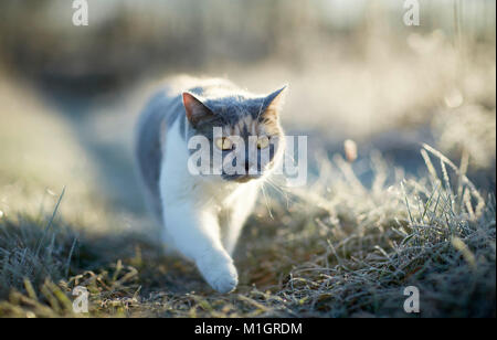 British Shorthair. Chat adulte sur un matin glacial dans un jardin. Allemagne Banque D'Images