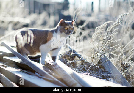 British Shorthair. Chat adulte sur un matin glacial dans un jardin. Allemagne Banque D'Images