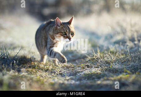 British Shorthair. Chat adulte sur un matin glacial dans un jardin. Allemagne Banque D'Images