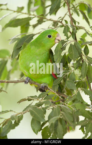 Red-winged Parrot (Aprosmictus erythropterus). Juvenile perché sur une brindille de saule. Allemagne Banque D'Images