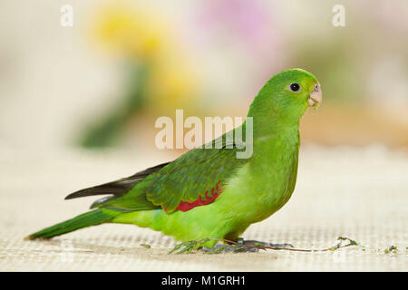 Red-winged Parrot (Aprosmictus erythropterus) Comité permanent des mineurs, vu le côté Banque D'Images