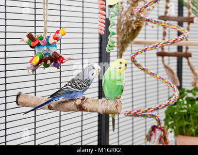 Perruche ondulée, Perruche (Melopsittacus undulatus). Deux adultes dans une cage avec de divers jouets. Allemagne Banque D'Images