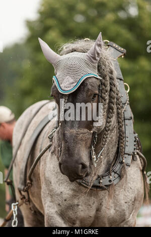 Cheval de Trait Belge. Portrait d'adulte en noir avec collier de faisceau. Allemagne Banque D'Images