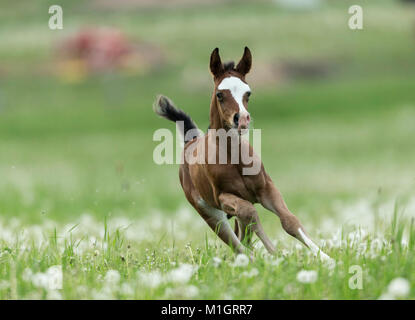 Cheval Arabe. Poulain galopant sur un pâturage avec blowballs. L'Allemagne. Banque D'Images