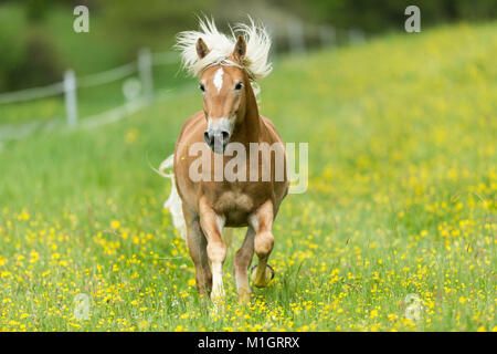 Cheval Haflinger. Galloping adultes sur un pâturage au printemps. Allemagne Banque D'Images