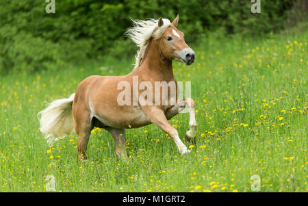 Cheval Haflinger. Galloping adultes sur un pâturage au printemps. Allemagne Banque D'Images