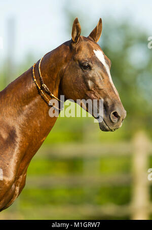 Akhal-Teke. Portrait avec sellerie traditionnelle. Allemagne Banque D'Images