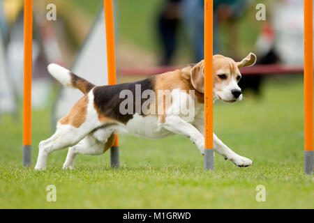 Beagle . Chien adulte démonstration tissage rapide polonais dans une course d'obstacles. L'Allemagne. Banque D'Images