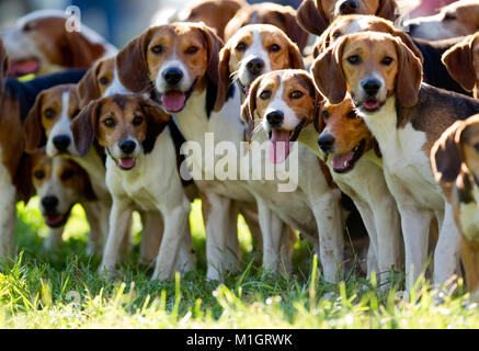 Pack beagle pour la chasse. L'Allemagne.. Banque D'Images