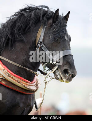 Noriker Cheval. Portrait d'adulte en noir avec collier de faisceau. Allemagne Banque D'Images