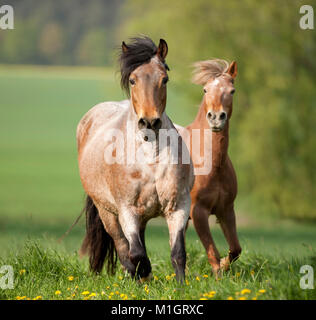 Poneys et chevaux galopant sur un coldblooded flowering meadow. L'Allemagne.. Banque D'Images