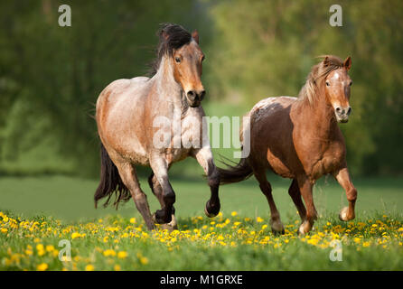 Poneys et chevaux galopant sur un coldblooded flowering meadow. L'Allemagne.. Banque D'Images