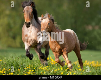 Poneys et chevaux galopant sur un coldblooded flowering meadow. L'Allemagne... Banque D'Images