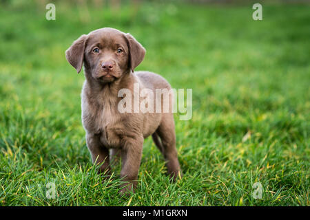 Rewtriever du Labrador. Chiot brun debout dans l'herbe. L'Allemagne.. Banque D'Images