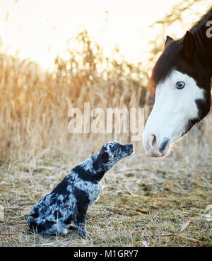 Amitié animale : Pintabian et young mixed breed dog-interaction. Allemagne Banque D'Images