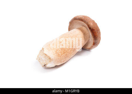 Récolté à l'automne étonnant champignon comestible boletus edulis (cèpes) connu sous le nom de champignons porcini isolé sur fond blanc. Banque D'Images