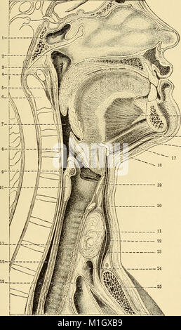 Un texte-livre sur les maladies de l'oreille, du nez et de la gorge (1901) (14593277039) Banque D'Images