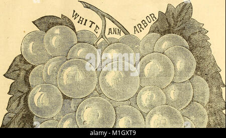 Le catalogue 1883 de A.M. Purdy offre une variété de fruits et de plantes ornementales, dont les fraises, les framboises, les mûres, les groseilles, les groseilles à maquereau, raisins, et de nouvelles variétés de raisins, ainsi que des arbres fruitiers et ornementaux et des arbustes. Banque D'Images