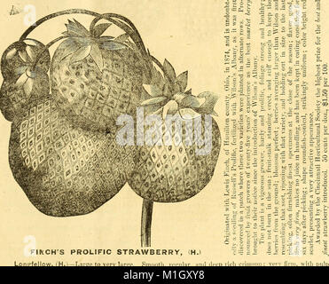 Ce catalogue 1883 offre une liste détaillée de plantes fruitières et ornementales pour la vente au détail, y compris des fraises, des framboises et divers arbres fruitiers, destinés aux jardiniers et aux horticulteurs. Banque D'Images