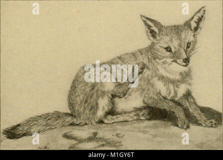 Un catalogue de la collection des mammifères dans le Field Columbian Museum (1907) (19958393863) Banque D'Images