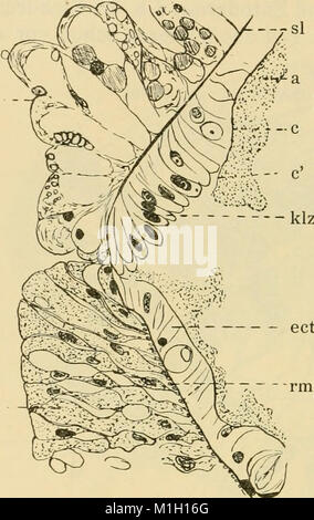 Acta Soc. pro Fauna et Flora Fennica (1921) (16149785094) Banque D'Images