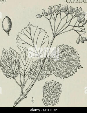 Cette flore illustrée fournit des représentations et des descriptions détaillées des espèces végétales présentes dans le nord des États-Unis, au Canada et dans les territoires britanniques, de Terre-Neuve à la Virginie et vers l'ouest jusqu'au Mississippi. Banque D'Images