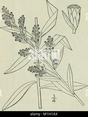 Cette flore illustrée fournit un aperçu complet des espèces végétales trouvées dans le nord des États-Unis, au Canada et dans les territoires britanniques, y compris des illustrations botaniques détaillées et des descriptions du XIXe siècle. Banque D'Images
